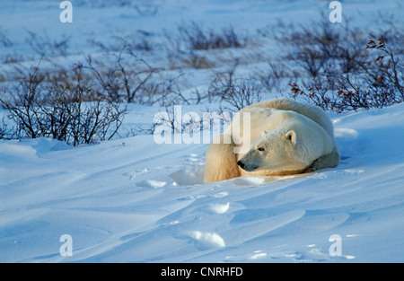 L'ours polaire (Ursus maritimus), couché dans la neige, le Canada, le Manitoba, la baie d'Hudson, à Churchill Banque D'Images