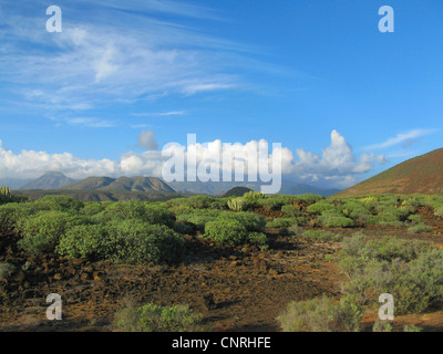 L'euphorbe ésule (Euphorbia balsamifera), sur les roches volcaniques dans les zones côtières aerea dans le sud-ouest, Iles Canaries, Tenerife, Pal Mar Banque D'Images