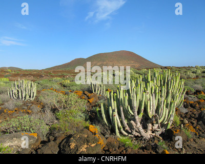 Île des Canaries l'Euphorbe ésule (Euphorbia canariensis), sur la roche volcanique dans la végétation succulente avec Euphorbia balsamifera, Iles Canaries, Tenerife, Pal Mar Banque D'Images