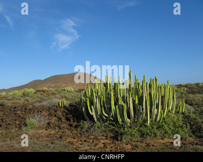 Île des Canaries l'Euphorbe ésule (Euphorbia canariensis), sur la roche volcanique dans la zone arbustive succulentes dans le sud-ouest, Iles Canaries, Tenerife, Pal Mar Banque D'Images