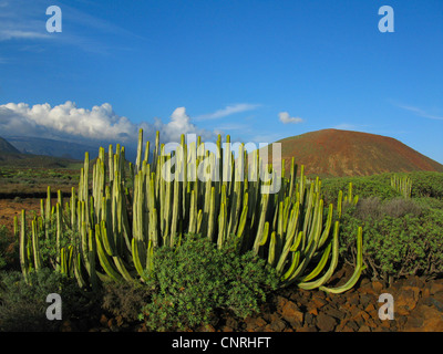 Île des Canaries l'Euphorbe ésule (Euphorbia canariensis), sur la roche volcanique dans la zone arbustive succulentes dans le sud-ouest avec Euphorbia balsamifera, Iles Canaries, Tenerife, Pal Mar Banque D'Images