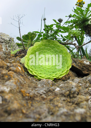 Assiette Aeonium Aeonium tabuliforme Aeonium, (tabulaeforme), poussant sur un rocher, endémique à Tenerife, Iles Canaries, Tenerife Banque D'Images