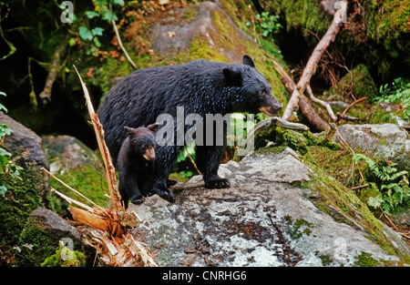 Ours noir (Ursus americanus), avec cub debout sur rock, USA, Alaska Banque D'Images