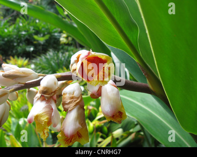 Gingembre, galanga lumière Shell, Rose, fleur de lys en porcelaine coquille, varié, Gingembre Gingembre Papillon (Alpinia zerumbet), fleurs Banque D'Images