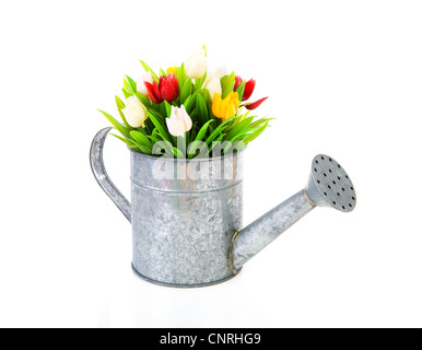 Arrosoir en zinc avec tulipes colorées sur fond blanc Banque D'Images