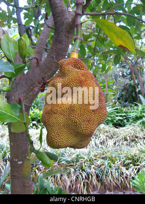 Jack-fruit (Artocarpus heterophyllus), l'infructescence sur un arbre Banque D'Images