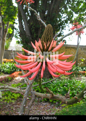 Coral Tree, Mulungu (Erythrina speciosa), inflorescence Banque D'Images