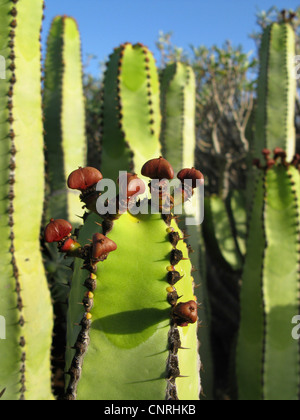 Île des Canaries l'Euphorbe ésule (Euphorbia canariensis), avec des fruits, endémique aux îles Canaries, Iles Canaries, Tenerife Banque D'Images