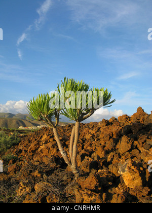 Verode, Berode (Senecio kleinia Kleinia neriifolia,), sur la roche volcanique, Iles Canaries, Tenerife Banque D'Images