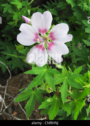 Feuille d'érable Lavatera acerifolia (mauve), blooming, endémique aux îles Canaries, Iles Canaries, Tenerife Banque D'Images