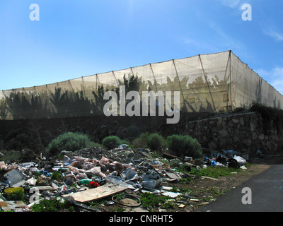 Banane (Musa paradisiaca, Musa x paradisiaca), plantation de banane avec les ordures au premier plan, Iles Canaries, Tenerife Banque D'Images