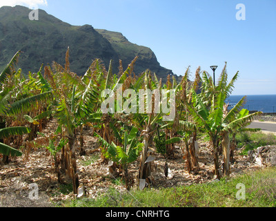 Banane (Musa paradisiaca, Musa x paradisiaca), plantation de banane dans les Territoires du, Iles Canaries, Tenerife, Playa Arenosa Banque D'Images