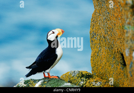 Macareux cornu (Fratercula corniculata), le rock, USA, Alaska, Beringsee, l'Île Ronde Banque D'Images