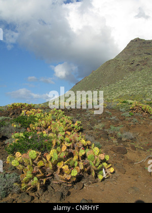 Le figuier de Barbarie (Opuntia dillenii), naturalisé dans l'arbuste succulent dans l'ouest, Iles Canaries, Tenerife, Faro de Teno Banque D'Images