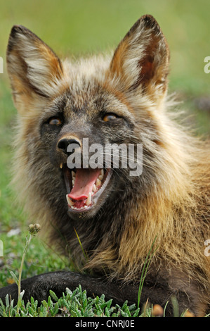 Le renard roux (Vulpes vulpes), portrait, USA, Alaska, Denali Nationalpark Banque D'Images