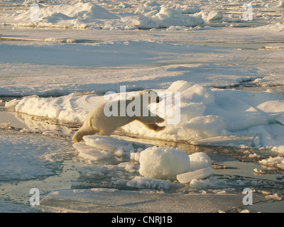 L'ours polaire (Ursus maritimus), sauter sur la banquise, la Norvège, Svalbard Banque D'Images