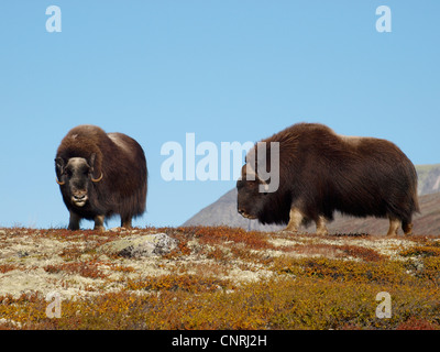 Le boeuf musqué (Ovibos moschatus), deux individus dans la toundra, de la Norvège, Dovrefjell national park Banque D'Images