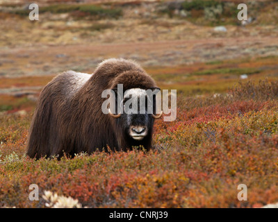Le boeuf musqué (Ovibos moschatus), femme dans la toundra, de la Norvège, Dovrefjell national park Banque D'Images