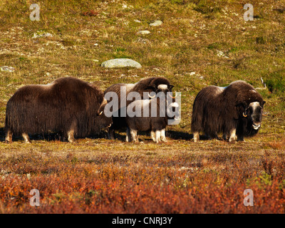 Le boeuf musqué (Ovibos moschatus), troupeau dans la toundra, la Norvège, le Parc National de Dovrefjell Banque D'Images