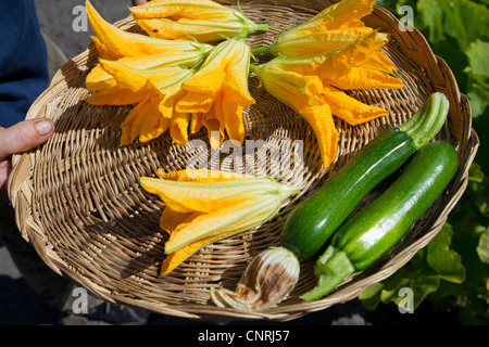 Personne tenant le bac en osier avec courgettes et fleurs de courgette Banque D'Images