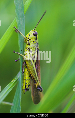 Grand Marais sauterelle (Mecostethus grossus, Stethophyma grossum), femelle à un brin d'herbe, Allemagne Banque D'Images