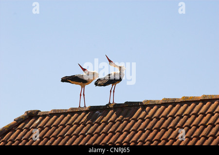 Cigogne Blanche (Ciconia ciconia), couple sur un toit, en Allemagne, en Mecklembourg-Poméranie-Occidentale Banque D'Images