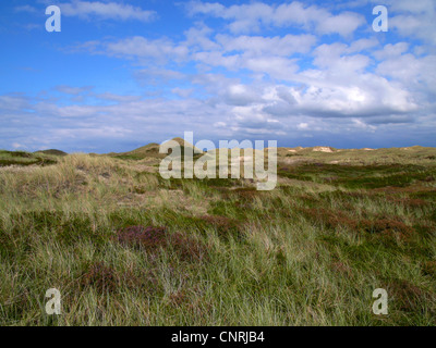 Paysage de dunes sur Amrum, Allemagne, Schleswig-Holstein, Amrum, Nebel (France 24) Banque D'Images