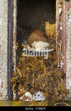 Jardin loir (Eliomys quercinus), dans un nichoir, Allemagne, Rhénanie-Palatinat Banque D'Images