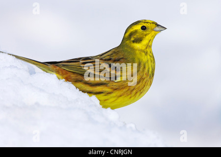 Yellowhammer (Emberiza citrinella), assis sur la neige, l'Allemagne, Rhénanie-Palatinat Banque D'Images