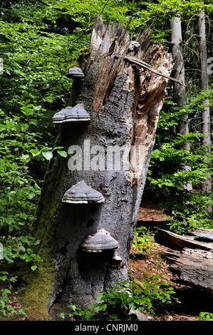 Hoof champignon, Amadou Fomes fomentarius (support), au tronc de hêtre Banque D'Images