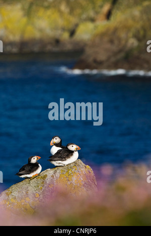 Macareux moine, Fratercula arctica Macareux moine (commune), trois individus sur rock at the sea, Royaume-Uni, Ecosse, îles Shetland, Fair Isle Banque D'Images