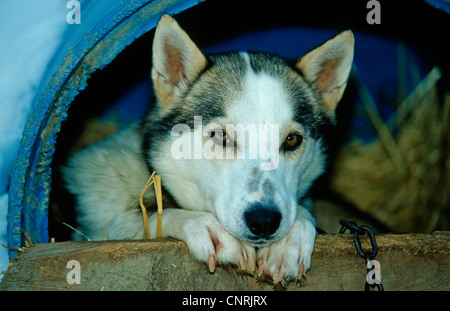 Alaskan Husky (Canis lupus f. familiaris), portrait, USA, Alaska Banque D'Images