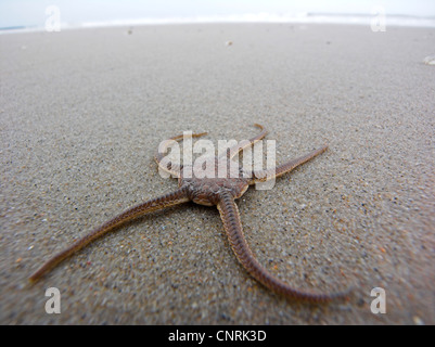 Les ophiures, serpent étoiles ; panier étoile (Gorgonocephalus, Astrophyton) (Ophiuroidea), allongé sur une plage Banque D'Images