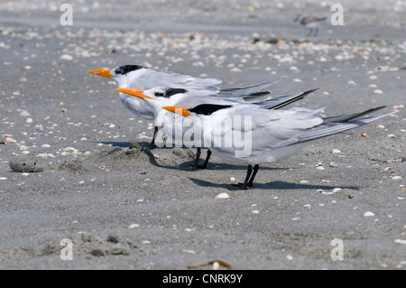 Sterne royale Thalasseus maximus, Sternea (maxima), trois personnes debout dans le vent sur la plage, aux États-Unis, en Floride, l'île de Sanibel Banque D'Images