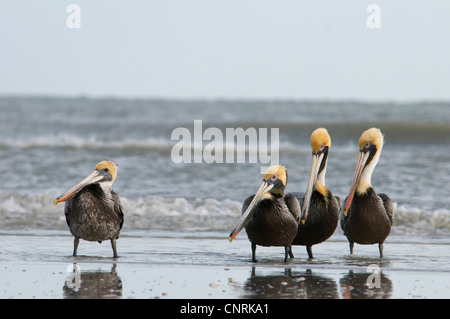 Pélican brun (Pelecanus occidentalis), Groupe debout à la plage en face de la mer, regarder les gens, aux Etats-Unis, en Floride, l'île de Sanibel Banque D'Images