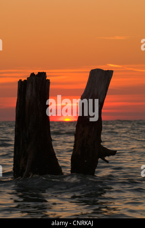 Les troncs des arbres devant le coucher du soleil, USA, Floride, Fort De Soto Banque D'Images