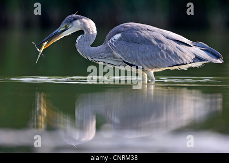 Héron cendré (Ardea cinerea), la pêche, l'Allemagne, Rhénanie-Palatinat Banque D'Images