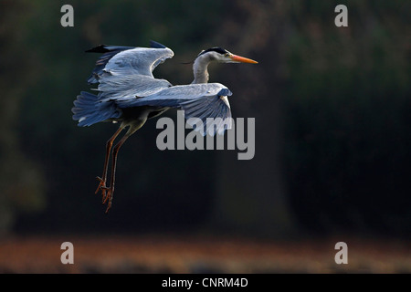 Héron cendré (Ardea cinerea), l'atterrissage, l'Allemagne, Bade-Wurtemberg Banque D'Images