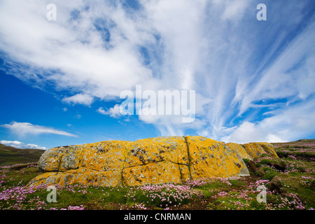 Sea thrift, western thrift (Armeria maritima), couverts de lichens, rock la floraison d'épargne et de la mer de nuages, Royaume-Uni, Ecosse, îles Shetland, Fair Isle Banque D'Images