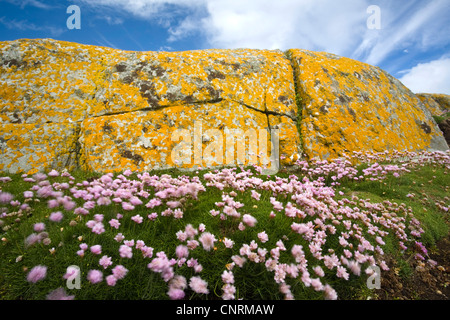 Sea thrift, western thrift (Armeria maritima), couverts de lichens, rock la floraison d'épargne et de la mer de nuages, Royaume-Uni, Ecosse, îles Shetland, Fair Isle Banque D'Images