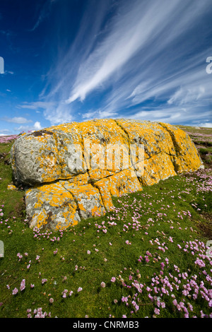 Sea thrift, western thrift (Armeria maritima), couverts de lichens, rock mer floraison d'épargne et de cirrus, Royaume-Uni, Ecosse, îles Shetland, Fair Isle Banque D'Images