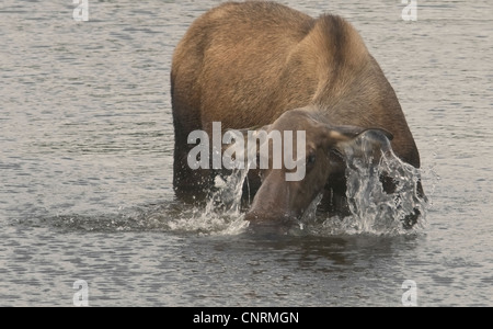 Les Orignaux (Alces alces) se nourrissent d'herbes aquatiques dans un étang dans le parc national Denali, en Alaska. Banque D'Images