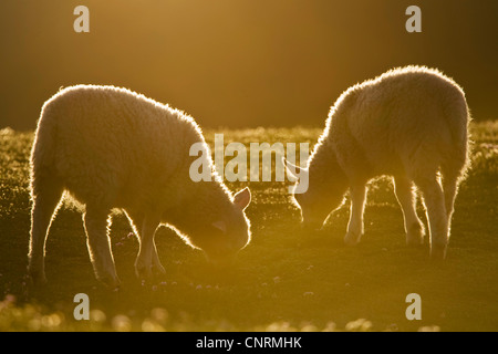 Le mouton domestique (Ovis ammon aries. f), deux agneau sur un pré dans la lumière du soir, Royaume-Uni, Ecosse, îles Shetland, Fair Isle Banque D'Images