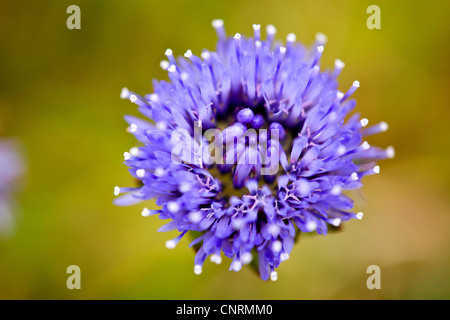 Bits de brebis, de brebis (Jasione montana scabious), par le haut, Royaume-Uni, Ecosse, îles Shetland, Fair Isle Banque D'Images