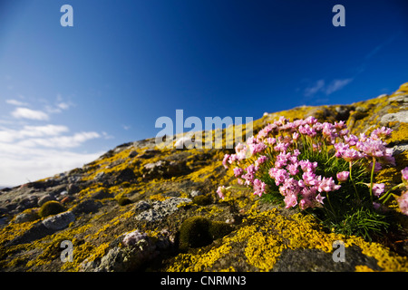 Sea thrift, western thrift (Armeria maritima), sur la roche couverte de lichens, Royaume-Uni, Ecosse, îles Shetland, Fair Isle Banque D'Images