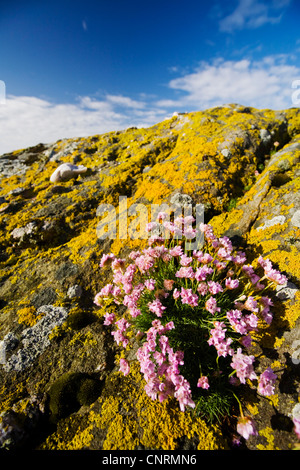 Sea thrift, western thrift (Armeria maritima), sur la roche couverte de lichens, Royaume-Uni, Ecosse, îles Shetland, Fair Isle Banque D'Images