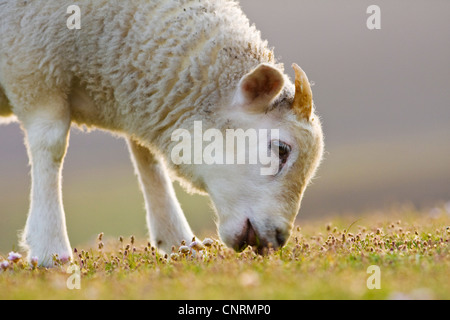 Le mouton domestique (Ovis ammon. f) bélier Agneau mâle, pâturage, portrait, Royaume-Uni, Ecosse, îles Shetland, Fair Isle Banque D'Images