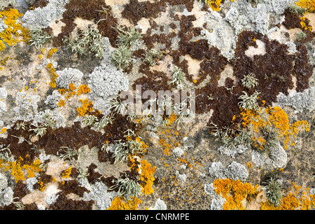 Roches avec les lichens, Royaume-Uni, Ecosse, îles Shetland, Fair Isle Banque D'Images