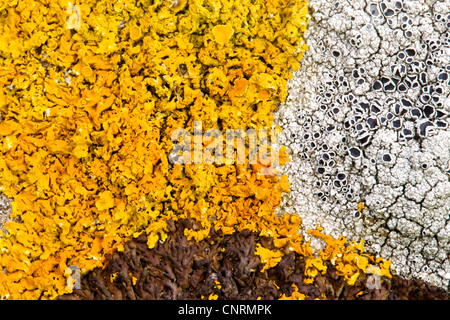 Roches avec les lichens, Royaume-Uni, Ecosse, îles Shetland, Fair Isle Banque D'Images