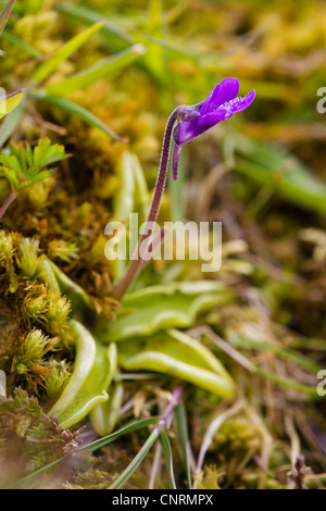 Grassette commune (Pinguicula vulgaris), en tourbière, Royaume-Uni, Ecosse, îles Shetland, Fair Isle Banque D'Images